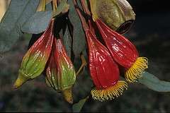 Fuchsia Gum (Eucalyptus Forrestiana) 100 Seed  