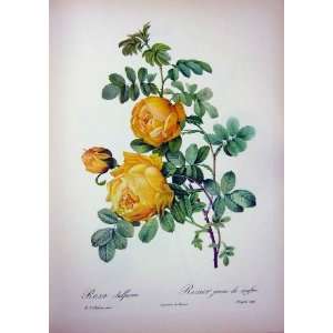   1954 Roses Flowers Rosa Sulfurea Yellow Green Leaves