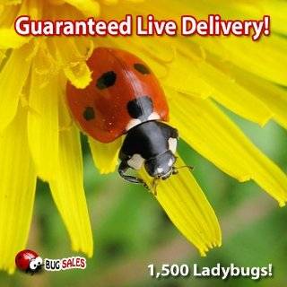 1500 Live Ladybugs   Good Bugs   Ladybugs   Guaranteed Live Delivery