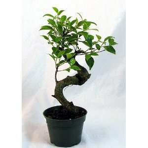    Stylized Ginseng Fig Bonsai Tree   Indoor Patio, Lawn & Garden
