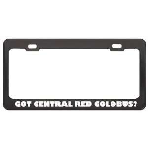 Got Central Red Colobus? Animals Pets Black Metal License Plate Frame 