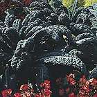 Borecole / Kale   Black Tuscany   1250 Seeds