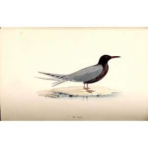  Black Tern Meyer H/C Birds 1842 50