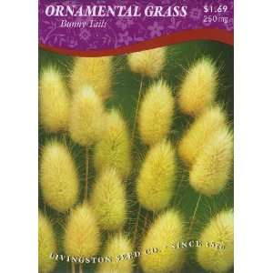 Ornamental Grass   Bunny Tails (Annual)