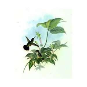 Adelomyia Melanogenus (Hummingbirds)    Print 