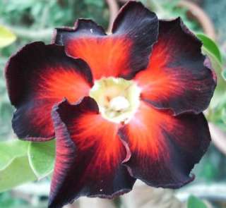 seeds Adenium,Black Fire, Arabicum, Desert Rose  