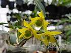 CGDendrobium trigonopus Rare Orchid Species Cold Hardy BS