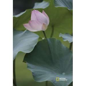 National Geographic by New Creative   Lotus Flower Garden Impressions 