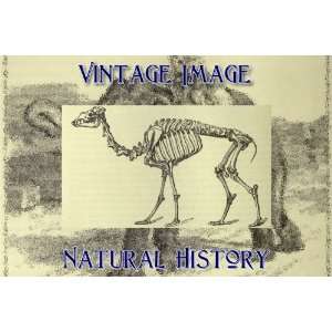   Key Ring Vintage Natural History Image Skeleton of the Arabian Camel
