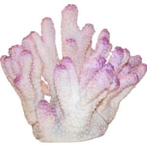  Acropora Coral/ White