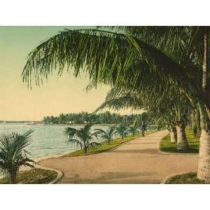   Travel Poster   The walk at Palm Beach 24 X 18.5 