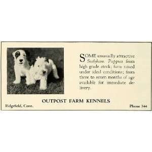   Dog Breeder Ridgefield Connecticut   Original Print Ad