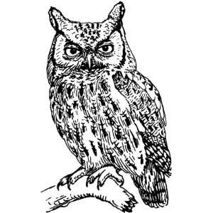    4 inch Square Acrylic Coaster Line Drawing Owl