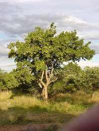 The Large Fruited Bushwillow is a wide spread, fairly common shrub or 