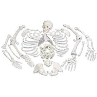 3B Scientific A05/1 Disarticulated Full Human Skeleton with 3 Part 