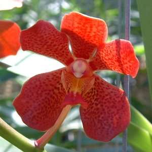 HR01 Orchid Plant Renantanda Hew Mun Grocery & Gourmet Food
