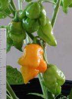 Trinidad Scorpion Pepper Seeds RARE Yellow 5 Seed Pack  