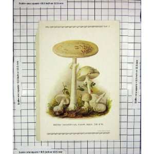    Colour Print Mushrooms 1913 Fungi Amanita Mappa