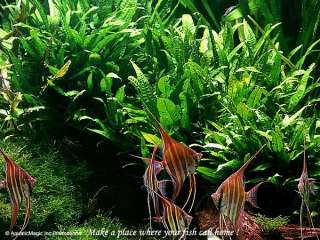 Java Fern   Live Tropical Aquarium Plant Fish Tank BB  