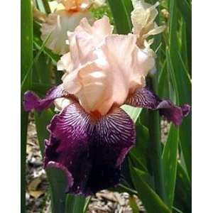   Bearded German Iris 3 Rhizomes   Pink & Plum Patio, Lawn & Garden