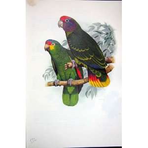  World Parrots 1973 Red Tailed  Red Lored