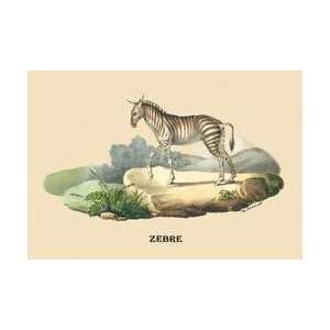  Zebre (Zebra) 24x36 Giclee