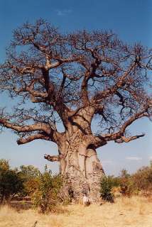   . BAOBAB TREE Adansonia Digitata MONKEY BREAD TREE seeds African Icon