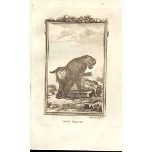  Small Baboon 1812 Buffon Natural History Pl 363