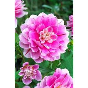 Way of Life Dinnerplate Dahlia 1 Tuber   Speckled & Striped, Pink 