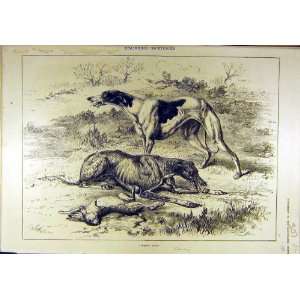  1881 Coursing Hounds Rabbit Sketches Sport Print