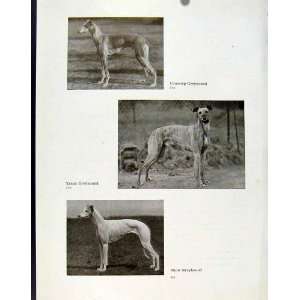  Coursing Greyhound Track Show Dog Hound Pet Animal