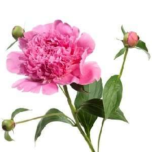  Peony Type candle & soap fragrance oil