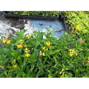  5 Starter Plants Crossandra infundibuliformis Yellow 