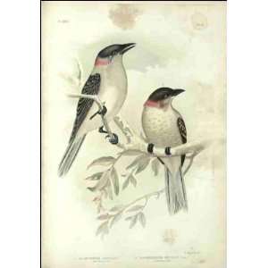  Reprint Bower birds 1890
