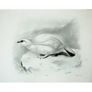  1910 The Ptarmigan Lagopus Mutus Male Bird Plate Winter 