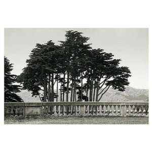  Cypress Trees and Balusters   Poster by Christian Peacock 