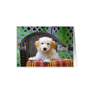    Happy Birthday to One   Golden Doodle Puppy Card Toys & Games