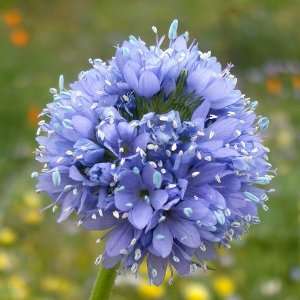  600 Seeds, Globe Gilia (Gilia capitata) Seeds By Seed 