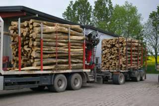 Brennholz zum selber machen, 42 Rm inkl. Transport und Steuer. in 