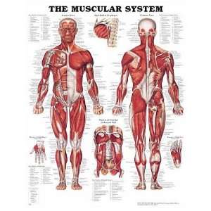   Muscular System Anatomical Chart Poster Print   20x26