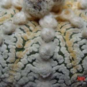 Astrophytum asterias cv. Silk supar   10 Samen  Garten