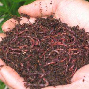   JoeWorm Farm 1,800 Count Red Wiggler Live Composting Worms SJRW1800