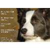 Metall   Warnschild Border Collie  Haustier