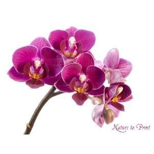 Wandbild Zauberhafte kleine Orchidee als Leinwandbild im Keilrahmen 