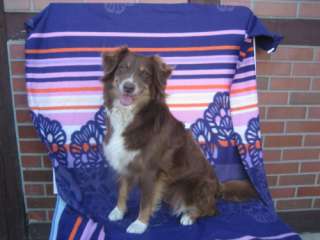 Wunderschöne Australian Shepherd Welpen in Niedersachsen 