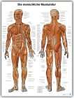  Lerntafel Muskelsystem. Die menschliche Muskulatur Weitere 