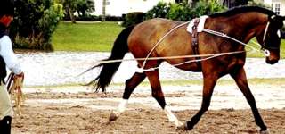  * Trainingssystem * RÜCKENENTSPANNUNG Training Aid PESSOA Pony&WB