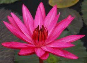 100 RED NIGHT WATER LILY NYMPHAEA + Free Document  