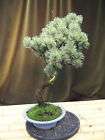 rs Bonsai Pinus parviflora Mädchenkie​fer 7/98