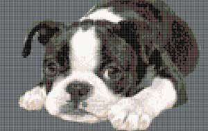 Boston Terrier Cross Stitch Kit  